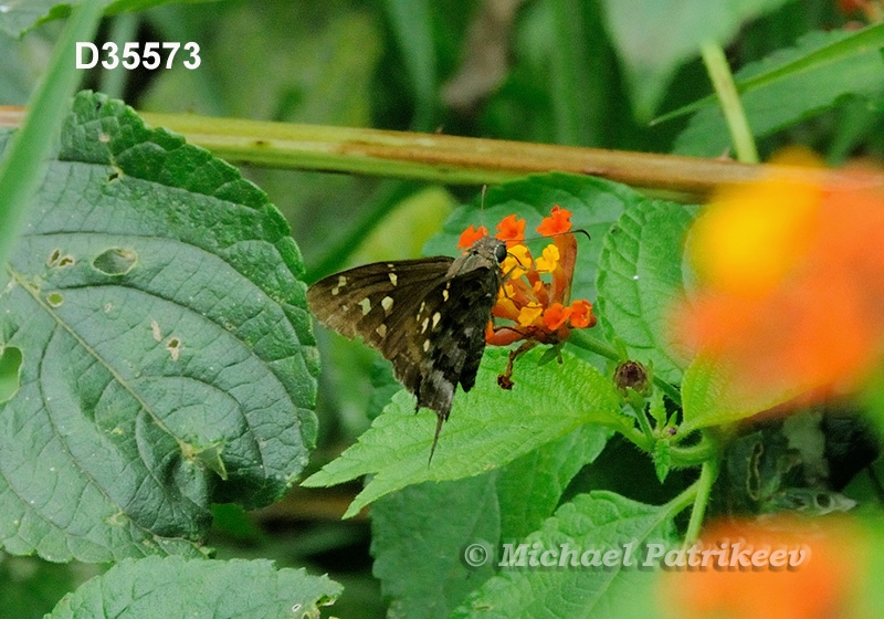 Dorantes Longtail (Urbanus dorantes)